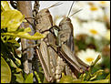 Large Crickets-crickets.jpg