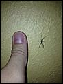 What is this insect?-name-insect.jpg