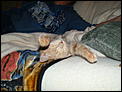 My 5-Month Old Kitten's Part In The NY Eve Festivities-december-2012-022.jpg