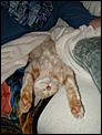 My 5-Month Old Kitten's Part In The NY Eve Festivities-december-2012-024.jpg