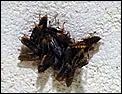 Wasps/Hornets-wasps.jpg