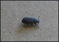 Bugs - anyone recognize?-p1090017_crop.jpg
