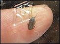 Bugs - anyone recognize?-p1090044_crop.jpg
