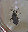 Bugs - anyone recognize?-p1070342_crop.jpg