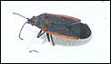 Bugs - anyone recognize?-p1070346_crop0.jpg