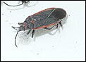 Bugs - anyone recognize?-p1070346_crop.jpg