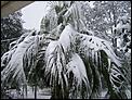 WTF in America-palm-tree-snow.jpg