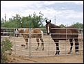 A thread for Expat horsey folk... sharing experience and interest.-p8040241.jpg