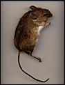 Outsmarted By A mouse-mouse.bmp