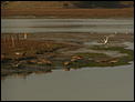 Going to Seattle... Should we drive or fly?-96.-california-wetland-seals.jpg