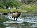 Photos From Yellowstone National Park - Today-dsc01562.jpg