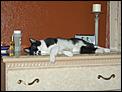 How to store and organize cats-hpim1248.jpg