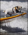 Doggie Boarding.-dogonboard.jpg