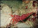 When 'friends' come to stay!-971448-durban-dancing-shrimp-1.jpg
