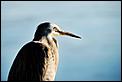 Time for an update....-heron-1.jpg