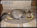 Has anyone here let a visa lapse then reapplied?-funny-pictures-cat-recycles-food.jpg