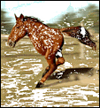 Horsey people in the US?-image001.gif