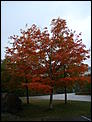 Fall Foliage-dsc07218.jpg