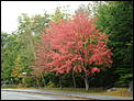 Fall Foliage-dsc07229.jpg
