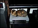 Our experience flying cats in the cabin transatlantic-cable-box-warmer.jpg