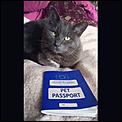 Cat Relocation-passportted.jpg