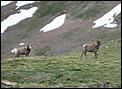 It's a Summer Sunday - What Are You Doing Today?-bighorn_2.jpg