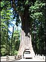 Redwood National Park-photo.jpg