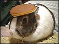Shrove Tuesday/Pancake Day on Tues 5th Feb!-bunny_pancake.jpg