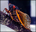Property Taxes?-cicada-s.jpg