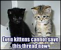 Land of opportunity...-kittens-cant-save.jpg