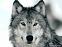 wolf727's Avatar
