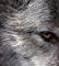 Grey Wolf's Avatar