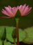 Lotus's Avatar