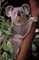 Cuddly Bear's Avatar