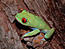 Poisonous Tree Frog's Avatar