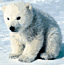 Polar Bear's Avatar
