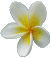 Frangipani's Avatar